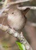One of five House Wrens in West Point, VA