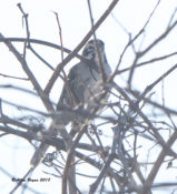 Lark Sparrow on Mattamuskeet NWR Christmas Count, NC