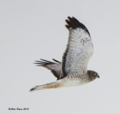 Immature male Northern Harrier in Charles City County, VA