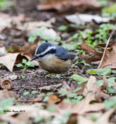 Red-breasted Nuthatch feeding from the ground