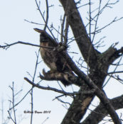 Red-tailed Hawk (abieticola) in Charles City County, VA