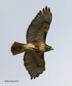 Red-tailed Hawk (abieticola) in eastern Henrico County, VA