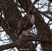 1st Red-tailed Hawk (abieticola) in Charles City County, VA