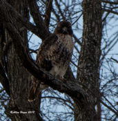2nd Red-tailed Hawk (abieticola) in Charles City County, VA