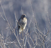 Red-tailed Hawk (abieticola) on Turkey Island Road, Henrico, VA