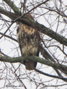 Red-tailed Hawk (abieticola) in eastern Henrico County, VA