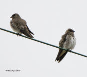 Northern Rough-winged Swallows in eastern Henrico County, VA