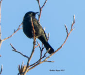 Rusty Blackbird at "The Pocket" in King William County, VA