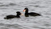 Surf Scoter, one fully transitioned adult male and the other approaching