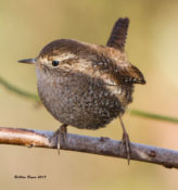 Winter Wren at "The Pocket" in King William County, VA