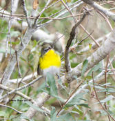 Yellow-breasted Chat at Mattamuskeet NWR, NC