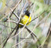 Audubon's Oriole at Zapata Library/Park, Texas; preening after "bath"