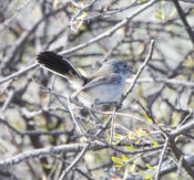 Black-tailed Gnatcatcher at Seminole Canyon State Park, Texas