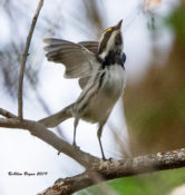 Black-throated Gray Warbler at Zapata Library/Park Area, Texas