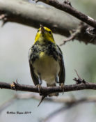 Black-throated Green Warbler at Zapata Library/Park, Texas