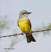 Couch's Kingbird in Starr County, Texas