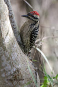 Ladder-backed Woodpecker at Zapata Library/Park area, Texas