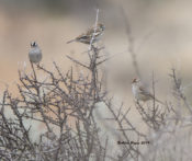 Lark Bunting & White-crowned Sparrows at Seminole Canyon State Park, Texas