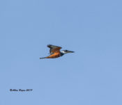 Ringed Kingfisher (female) at Salineno, Texas