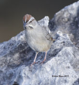 Rufous-crowned Sparrow at Seminole Canyon State Park, Texas