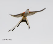 Scissor-tailed Flycatcher east of Zapata, Texas (on 83)