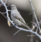 Townsend's Solitaire at Davis Mountains State Park, Texas