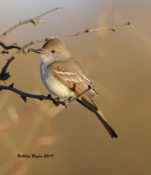 Ash-throated Flycatcher at "Thrasher Site" in Arizona