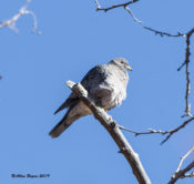Band-tailed Pigeon in Portal, AZ