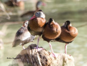 Black-bellied Whistling Duck at Progresso Lakes, Texas