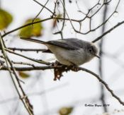 Blue-gray Gnatcatcher foraging at Belle Isle, Richmond, VA