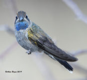 Blue-throated Hummingbird in Madera Canyon, AZ
