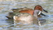 Blue-winged and Cinnamon Teal at Estero Llano State Park, Texas