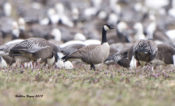 Cackling Goose in amongst the Snow Geese at Turkey Island Road, Henrico, VA
