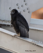Immature California Condor at Navajo Bridge, Arizona