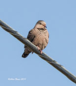 Common Ground-Dove not living up to its name in Granjeno, Texas