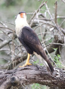 Crested Caracara noted along highway in central Texas