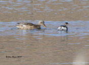 Eared Grebe with non-breeding plumaged male Gadwall, Patagonia State Park, Arizona