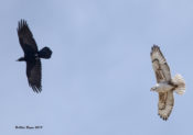 Ferruginous Hawk and Common Raven at Santa Cruz Flats, AZ