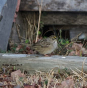 Immature Golden-crowned Sparrow at Harbinger, NC