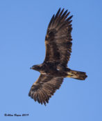 Golden Eagle (adult) in northern Arizona