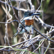 Green Kingfisher (male) at Estero Llano Grande State Park, Texas
