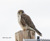 Prairie Falcon near southern entrance to Las Cienegas National Conservation Area, AZ