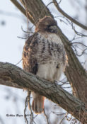 Red-tailed Hawk (abieticola) in Charles City County, VA (#1)