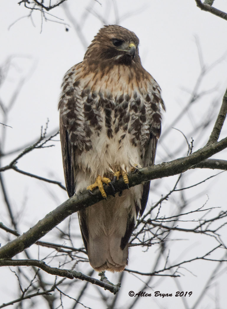 Red-tailed Hawk Gallery | VisitingNature