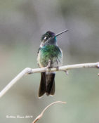Rivoli's Hummingbird in Madera Canyon, AZ