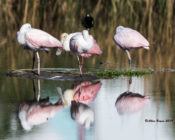 Roseate Spoonbills at South Padre Island, Texas