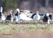 Ross's Geese near Turkey Island Road, Henrico County, VA