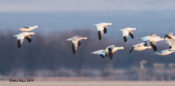 Ross's and Snow Geese at Whitewater Draw, AZ