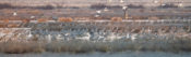 Sandhill Cranes with Snow & Ross's Geese at Whitewater Draw WMA, AZ