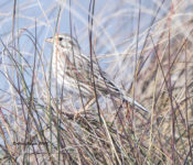 Savannah Sparrow (Ipswich) at Hatteras Point, North Carolina